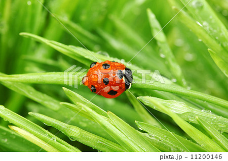 ladybug on grass ladybug on grass 11200146