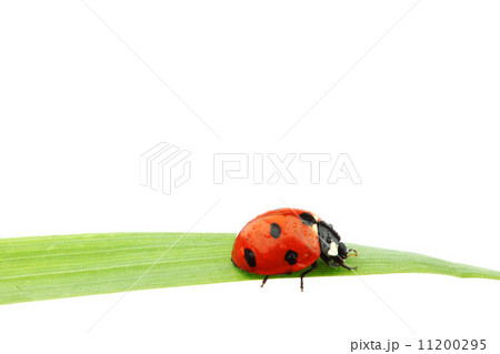 ladybug on grass 11200295