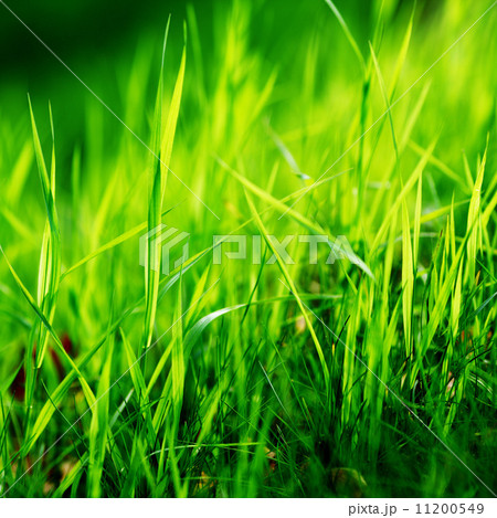 green grass 11200549