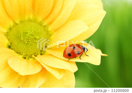 ladybug on yellow flower 11200800