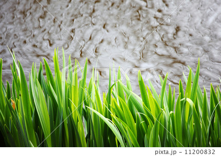 grass 11200832
