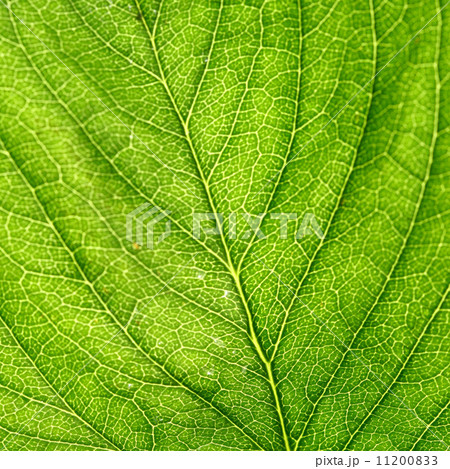 green leaf 11200833