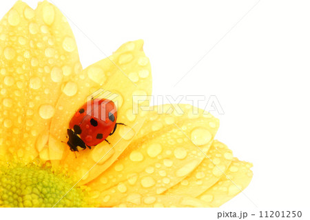 ladybug on yellow flower ladybug on yellow flower 11201250