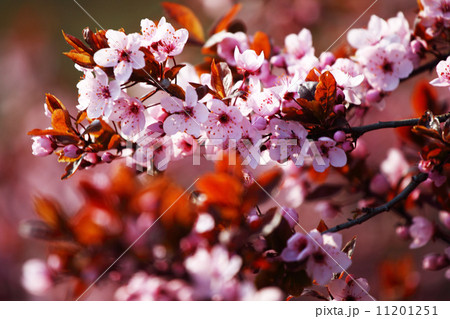 pink sacura 11201251