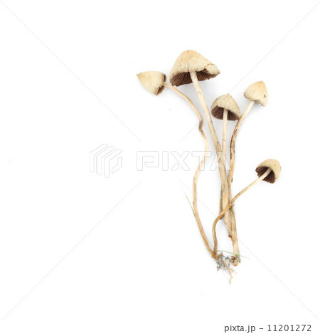 psilocybe semilanceata psilocybe semilanceata 11201272