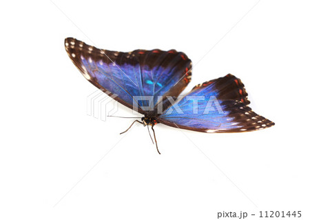 blue morpho isolated 11201445