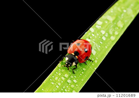 ladybug isolated on black 11201689