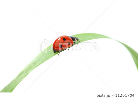 ladybug on grass ladybug on grass 11201704