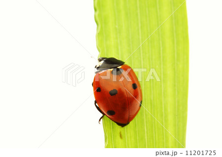 ladybug on grass 11201725