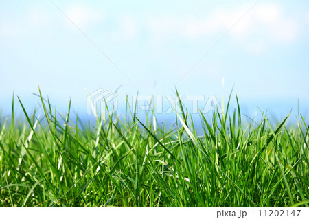 green grass 11202147