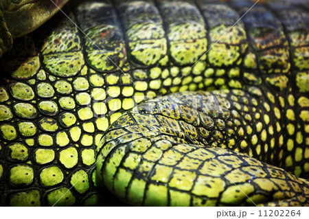 gavial crocodile 11202264
