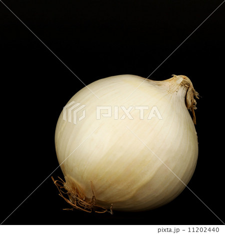 onion onion 11202440