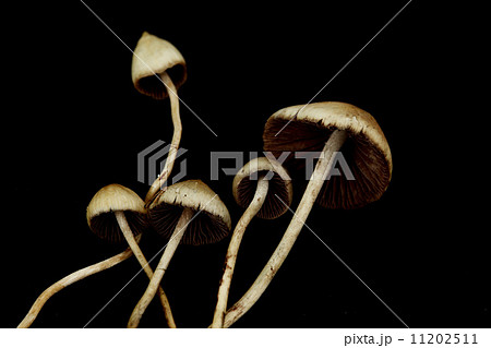 psilocybe semilanceata psilocybe semilanceata 11202511