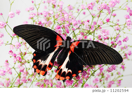 Papilio rumanzovia 11202594