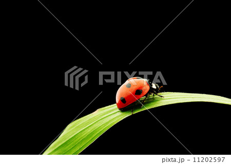 ladybug isolated on black 11202597
