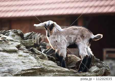 goat goat 11202635