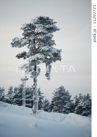 pine forest pine forest 11202721