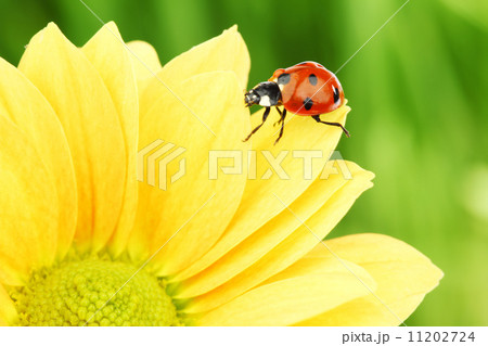 ladybug on yellow flower 11202724