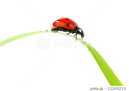 ladybug on grass 11203213