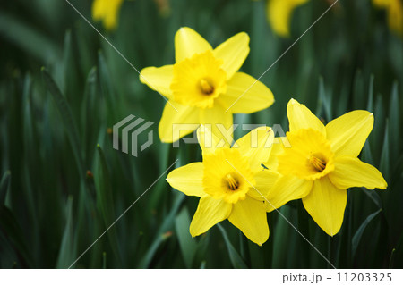 yellow narcissus 11203325