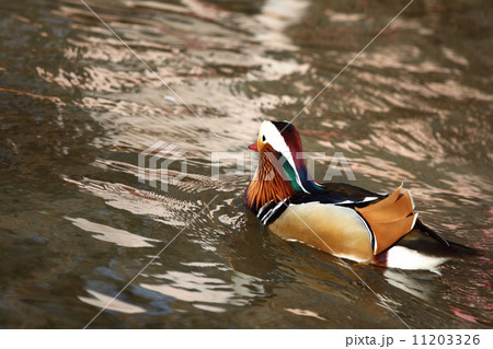 duck 11203326