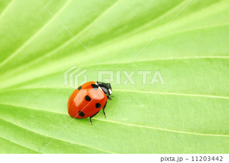 ladybug on leaf 11203442
