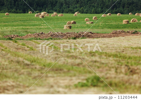 hay on field 11203444