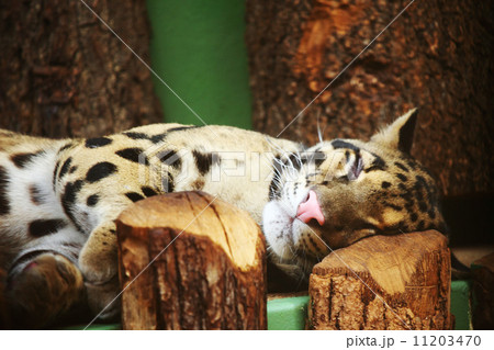 tiger tiger 11203470