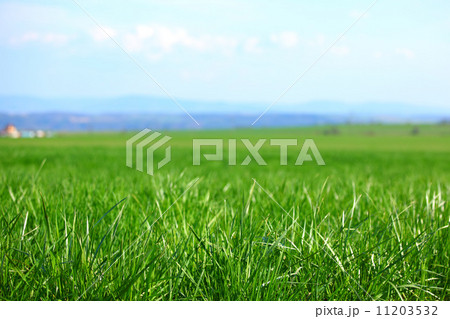 green grass 11203532