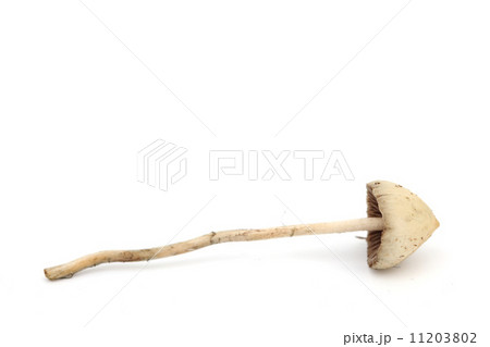 psilocybe semilanceata 11203802