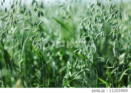 spikelets of oats spikelets of oats 11203900