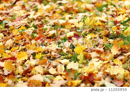 autumn leaves close up autumn leaves close up 11203950