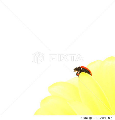 ladybug on yellow flower 11204107