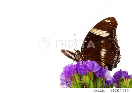 hypolimnas bolina 11204419