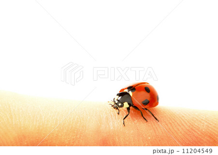 ladybug on grass 11204549