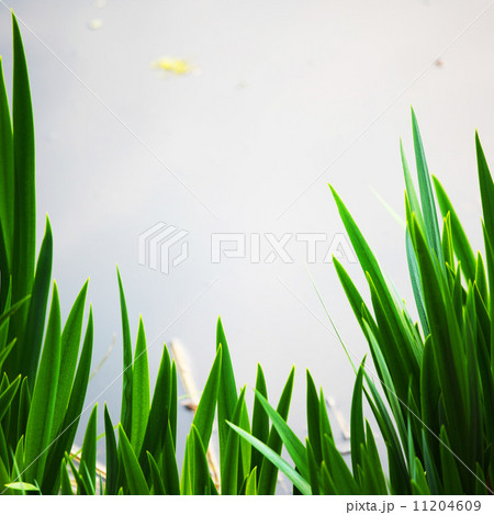 grass 11204609
