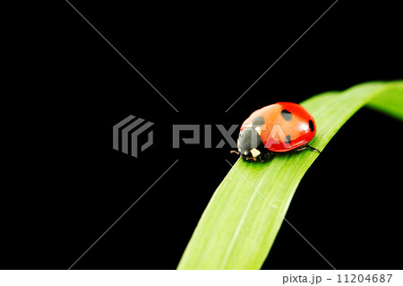 ladybug isolated on black 11204687