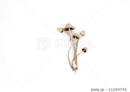 psilocybe semilanceata 11204745