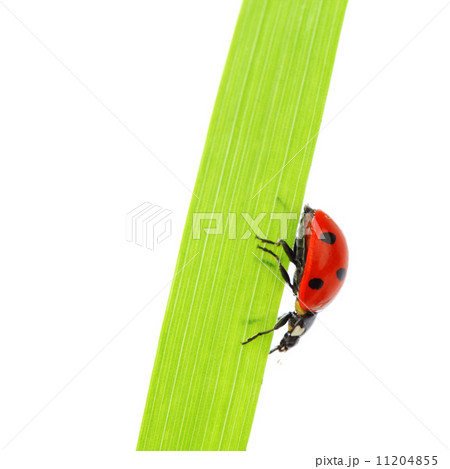 ladybug on grass 11204855
