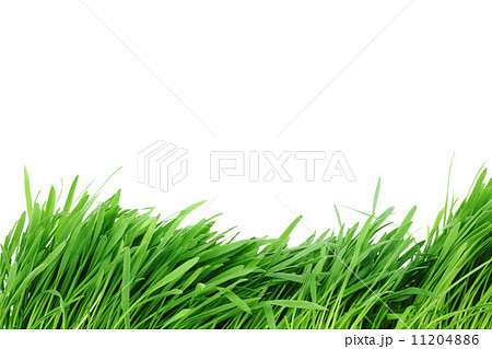 isolated grass 11204886