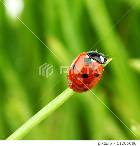 ladybug on grass ladybug on grass 11205086