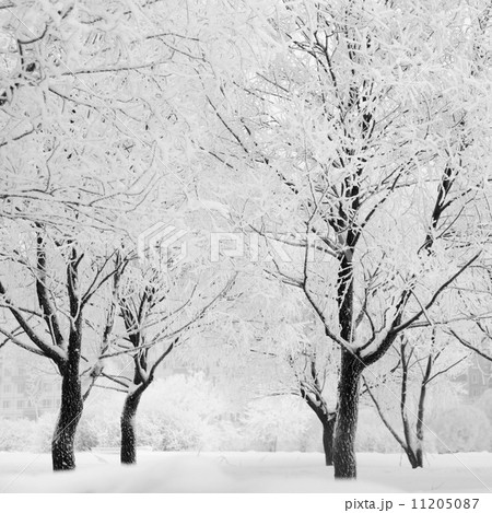 winter trees winter trees 11205087