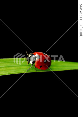ladybug isolated on black 11205095