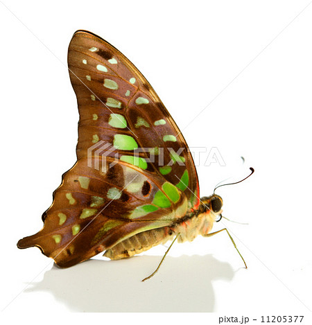 Graphium isolated 11205377