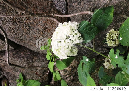 アジサイ イワガラミ アジサイ イワガラミ 11206010