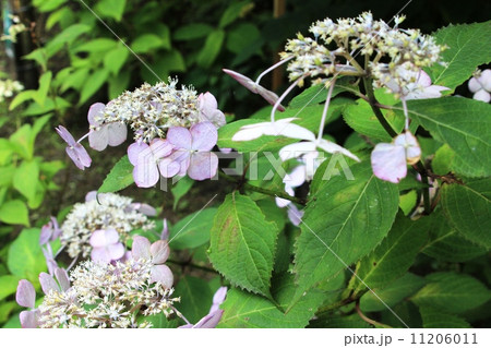 アジサイ キヨスミサワ紫黒葉 アジサイ キヨスミサワ紫黒葉 11206011