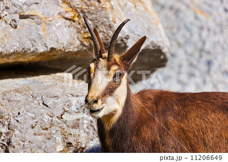 Mountain goat 11206649