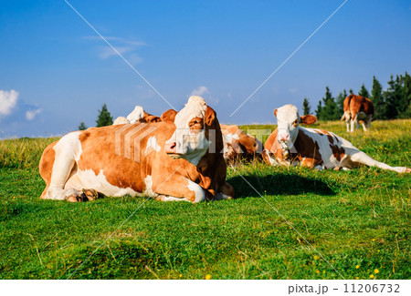 Herd of cows grazing on meadow 11206732