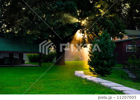 Sunlight through the green meadow Sunlight through the green meadow 11207005