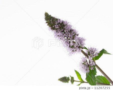 ブラックペパーミントの花 11207255